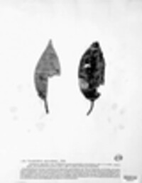 Vermicularia macrochaeta image